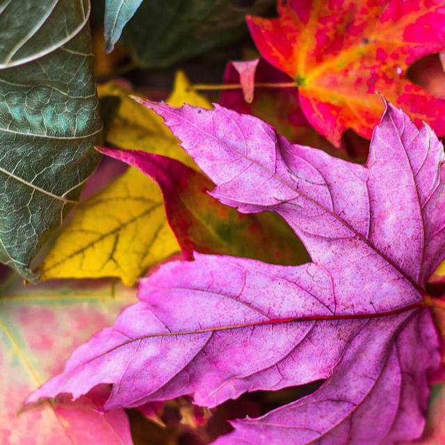 Original artwork for Leaves (DMcDmix)